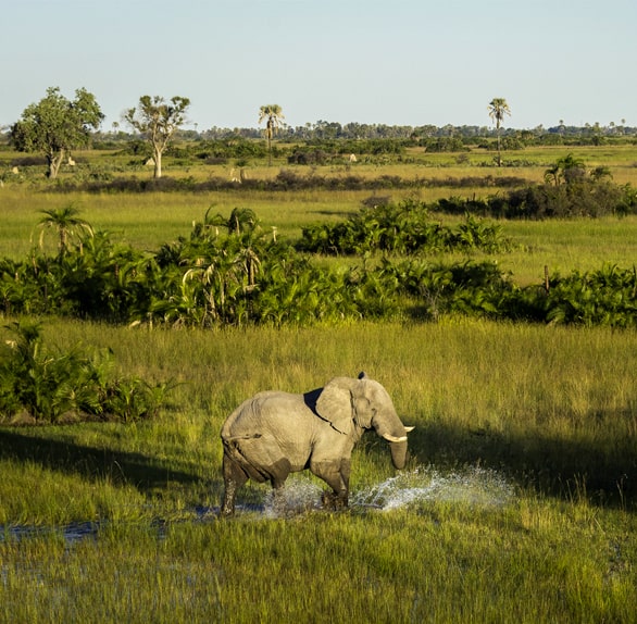 Africa Voyage